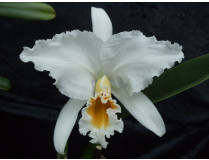 Cattleya percivaliana 'alba'