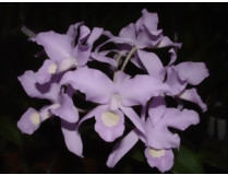 Cattleya skinneri 'coerulea'