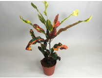 Croton variegatum