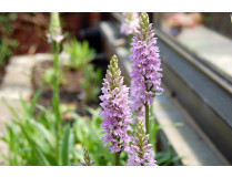 Dactylorhiza maculata