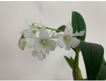 Dendrobium aberrans x rhodostictum (in Blüte/Knospe)