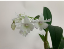 Dendrobium aberrans x rhodostictum