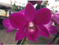 Dendrobium Sa-Nook 'Purple Happiness'