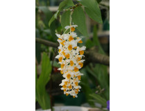 Dendrobium thyrsiflorum 1