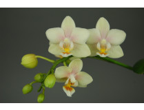Doritaenopsis Sogo Bianca 1