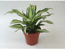 Dracaena deremensis