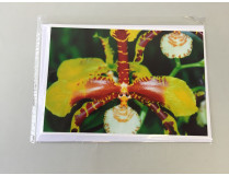 Grußkarte "Rossioglossum-Blüte" (Klappkarte inkl. Umschlag)
