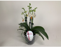 Phalaenopsis Minimark (4-5 Rispen)