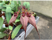 Bulbophyllum rothschildianum 'Fuhrberg Beauty' SM/DOG