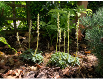 Goodyera repens (frisch ausgetrieben)