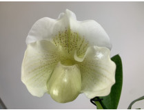 Paphiopedilum Mrs. White (in Blütenscheide)