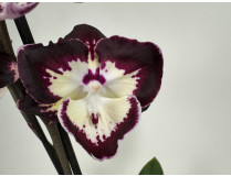 Phalaenopsis Tinker Bell Triple lip' (2 Rispen)