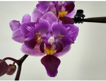 Phalaenopsis Miki Pink Fox 'variegata'