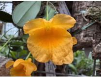 Dendrobium jenkinsii