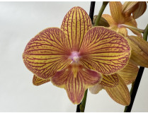 Phalaenopsis Apollo 'Big lip' (2 Rispen)
