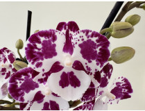 Phalaenopsis Rain Drop 'Kizz' (2 Rispen)