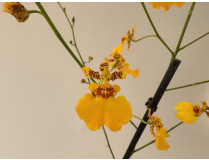 Oncidium Gower Ramsey 'Sunkist' (1 Rispe, verzweigt)