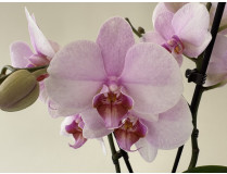 Phalaenopsis My Monroe 'Lipstick' (2 Rispen)