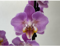 Phalaenopsis Peach Blossom (2 Rispen)