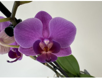 Phalaenopsis Blue Virgin (2 Rispen)