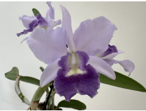 Cattleya Final Blue