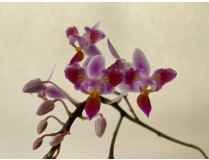 Phalaenopsis equestris 'Triple Lip'