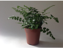 Asplenium dimorphum 'Parvati'