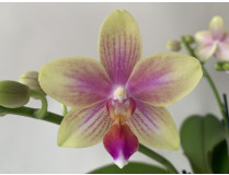 Phalaenopsis Biondoro (2 Rispenansätze)