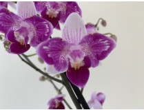 Phalaenopsis Peloric Treasure (1 Rispe)
