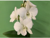 Dendrobium Sa-Nook 'Coconut Dream' (1 Rispe)