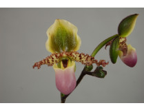 Paphiopedilum glaucophyllum 1