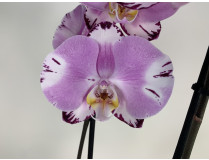 Phalaenopsis Art Nouveau (2 Rispen)