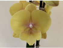 Phalaenopsis Gloria 'Big Lip' (2 Rispen)