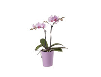 Phalaenopsis Office Orchid