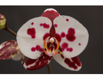 Phalaenopsis Elegant 'Polka Dots' 1