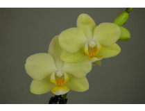 Phalaenopsis Little Lemon