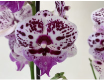 Phalaenopsis Speechless Elegance (2 Rispen)