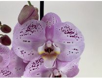 Phalaenopsis Spotted World (3 Rispen)