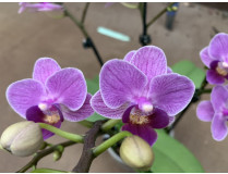Phalaenopsis Violet Queen (2-3 Rispen)