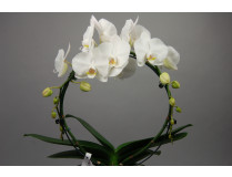 Phalaenopsis White Mirror (2 Rispen) (inkl. Übertopf)