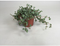 Pilea glauca