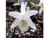 Pleione Glacier Peak (frisch ausgetrieben)