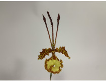 Psychopsis kramerianum (1 Blütenstiel)