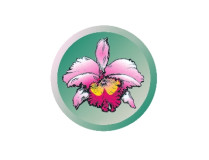 Miltonia spectabilis Hybride