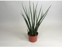 Sanseveria Fernwood