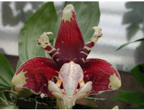 Stanhopea tigrina 1