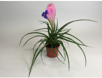 Tillandsia cyanea