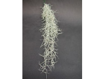 Tillandsia usneoides