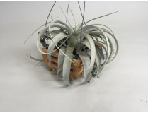 Tillandsia xerographica