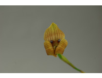 Trigonidium eggertonianum